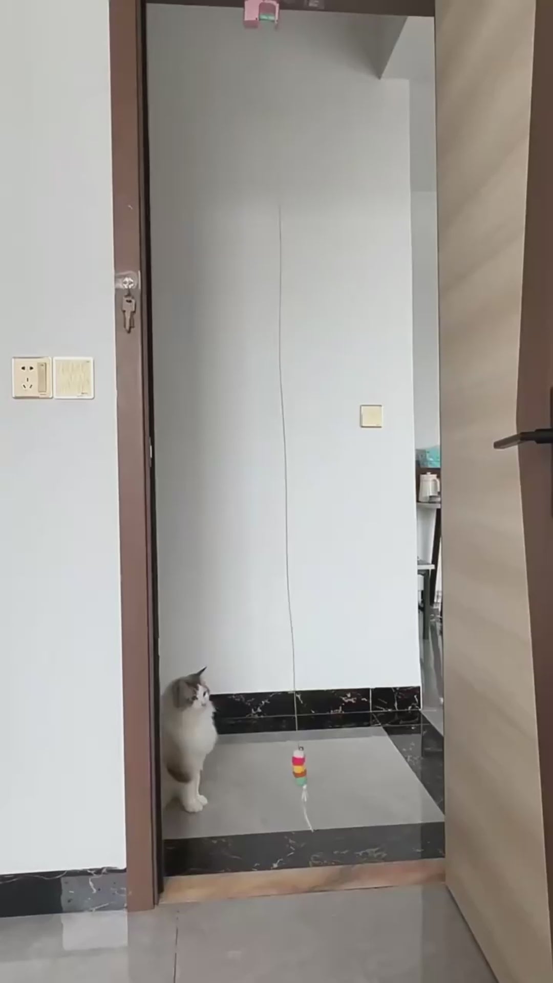 Jouet électrique à suspendre pour chat - Balançoire à plumes
